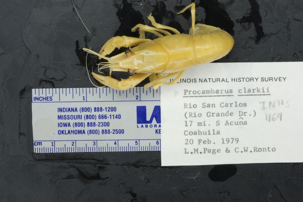 Procambarus clarkii image